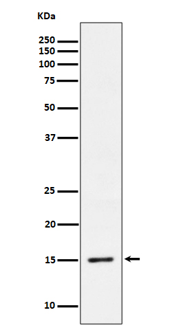 Histone H3.3 (Phospho-Ser31) Rabbit mAb