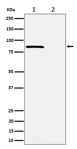 Rad17(Phospho-Ser656) Rabbit mAb