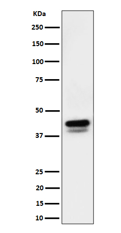 c-Jun/JunD(Phospho-Ser73+Ser100) Rabbit mAb