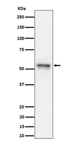 Tau (Phospho-Ser199) Rabbit mAb