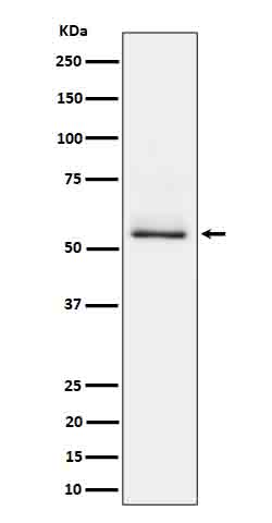 Tau (Phospho-Ser404) Rabbit mAb