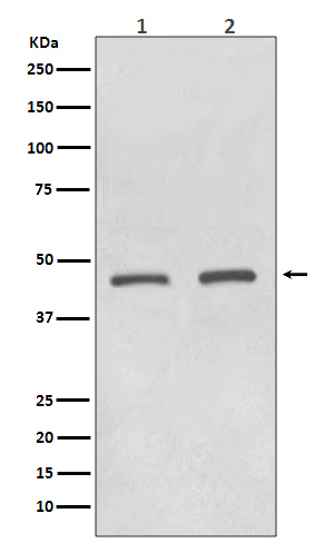 HDAC11 Rabbit mAb