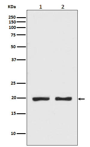 CPI17 alpha Rabbit mAb