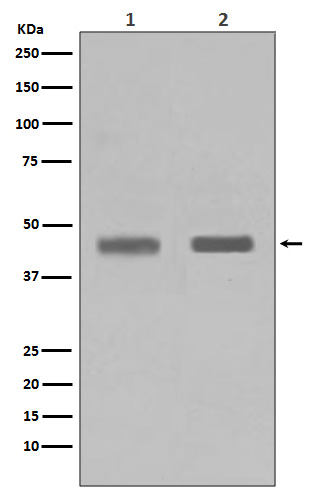 SETD7 Rabbit mAb