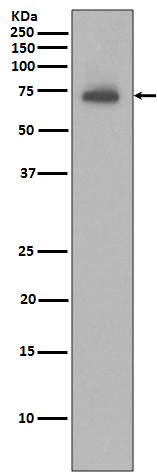 IAP2 Rabbit mAb 