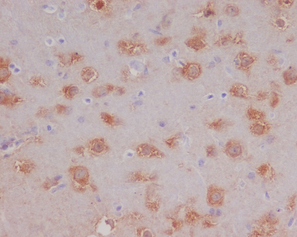 HSPA12A Rabbit mAb