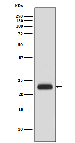 RAIDD Rabbit mAb