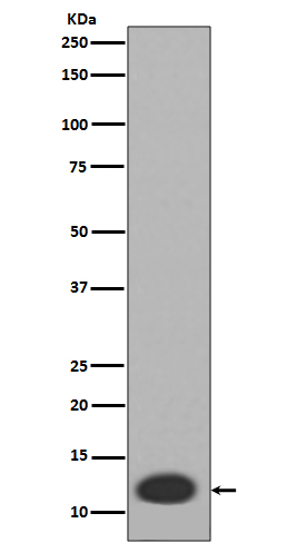 MRP8 Rabbit mAb