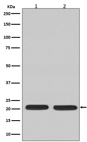 Ras  Rabbit mAb 