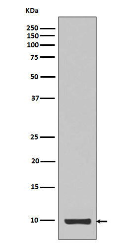 IGF1 Rabbit mAb