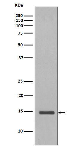 Histone H2B (yeast) Rabbit mAb