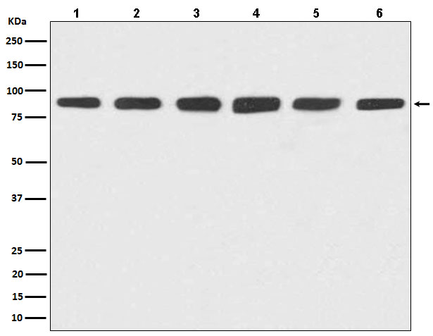 Hsp90 Rabbit mAb