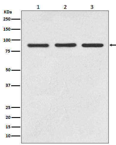 STAT5A/B Rabbit mAb