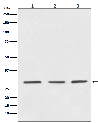 14-3-3 Rabbit mAb