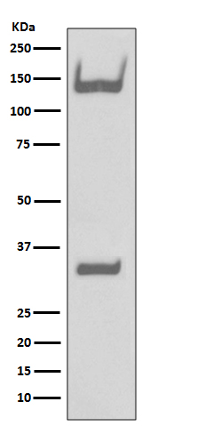 TrkA+B+C Rabbit mAb