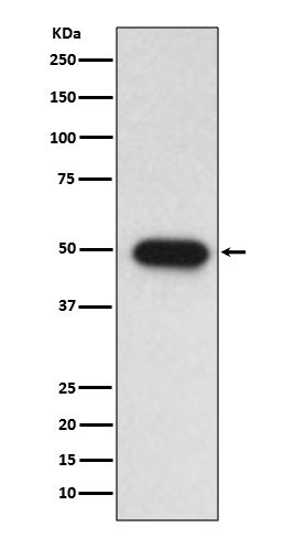 TGF beta 1 Rabbit mAb