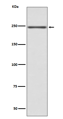 Myosin heavy chain Rabbit mAb