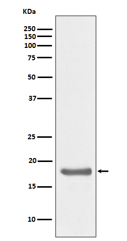 IL10 Rabbit mAb