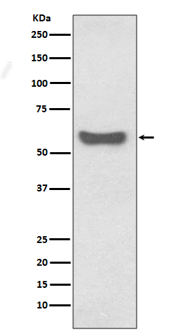 IgA Rabbit mAb