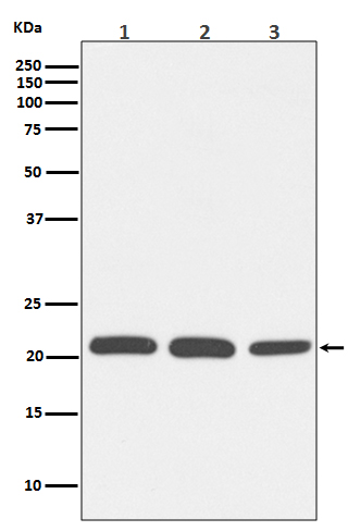 Rac1/2/3 Rabbit mAb