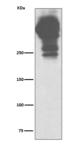 MUC5AC Rabbit mAb