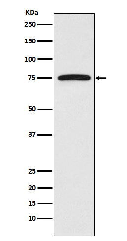 FRS2 Rabbit mAb