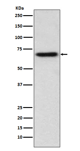 ITK Rabbit mAb