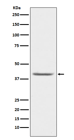 PON1 Rabbit mAb