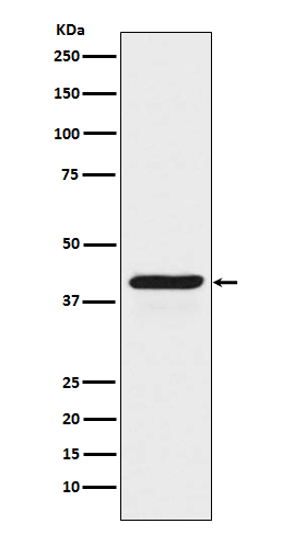 INDO Rabbit mAb