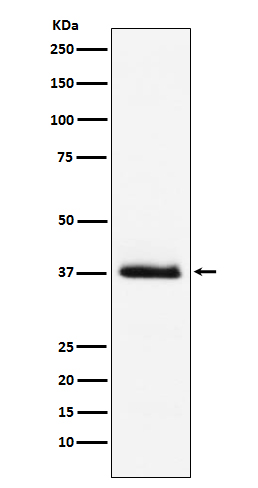 Parathyroid Hormone Rabbit mAb