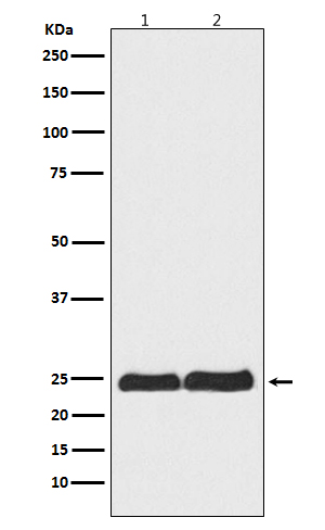 Ran Rabbit mAb