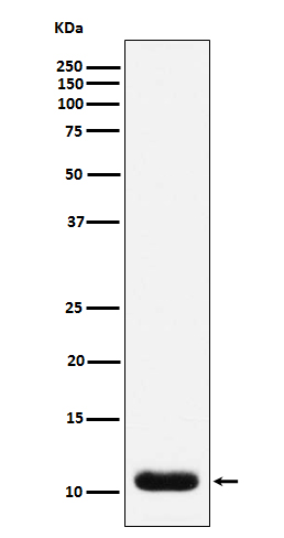 Trefoil Factor 3 Rabbit mAb