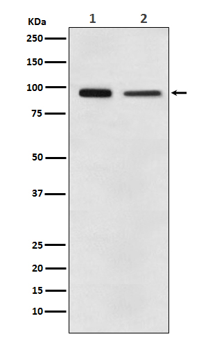 EEF2 Rabbit mAb 