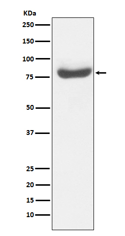 RAP80 Rabbit mAb 