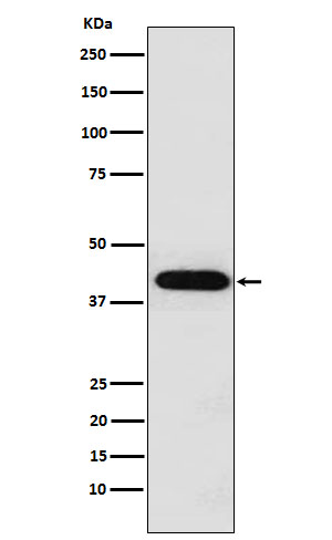 Inhibin alpha Rabbit mAb