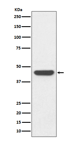 HA-tag Rabbit mAb