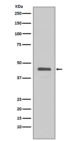 V5-tag Rabbit mAb