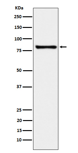 MARK3 Rabbit mAb