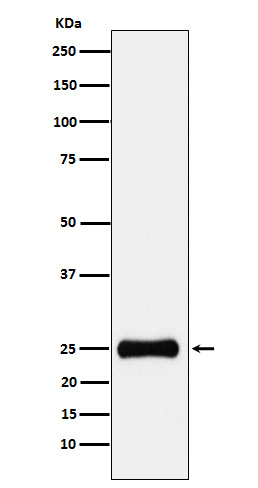 PSMA2 Rabbit mAb