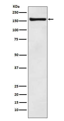 COPA Rabbit mAb