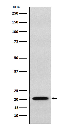 RAP1A + RAP1B Rabbit mAb