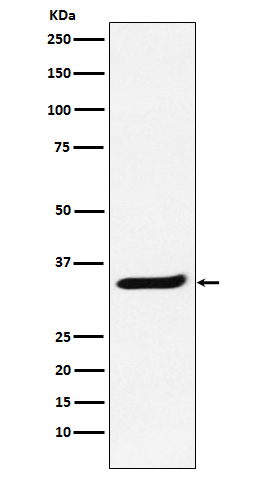 POLR2C Rabbit mAb