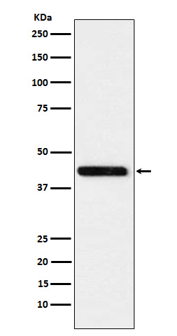 Cystathionase Rabbit mAb