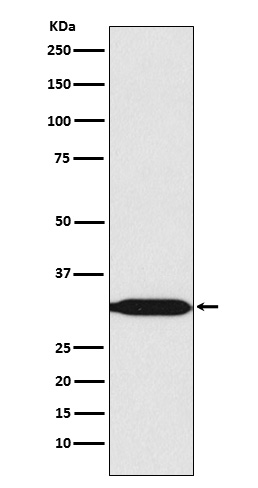 REA Rabbit mAb