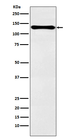 PER2 Rabbit mAb