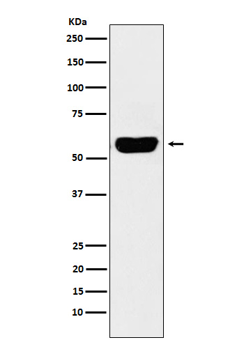 Salivary alpha amylase Rabbit mAb