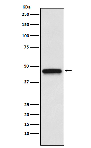 S1PR3 Rabbit mAb