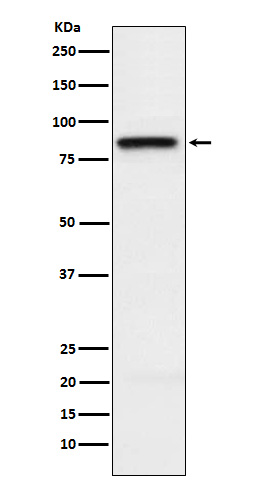 SLAMF1 Rabbit mAb