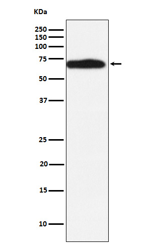 RYK Rabbit mAb