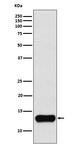 Cystatin A Rabbit mAb